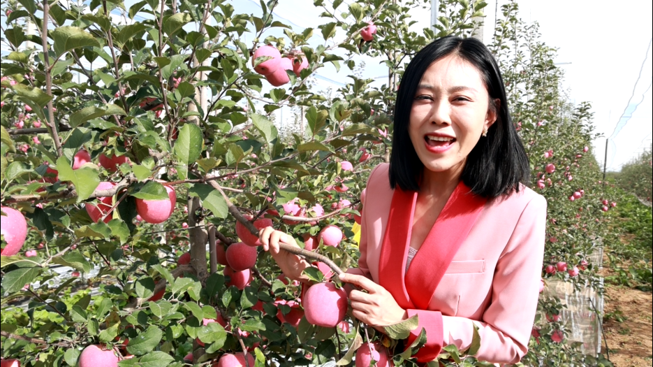 洛川苹果树王新闻陕西洛川新闻杨舒工业园